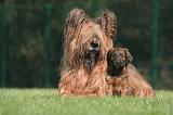 BRIARD 172